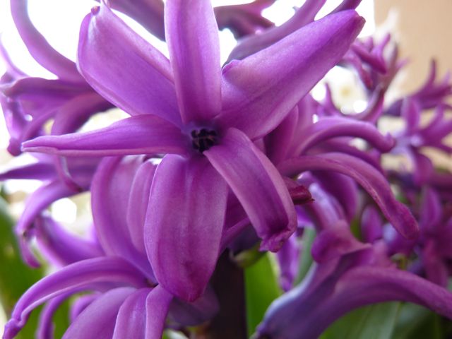 Umbrian hyacinth