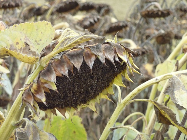 Umbria sunflowers