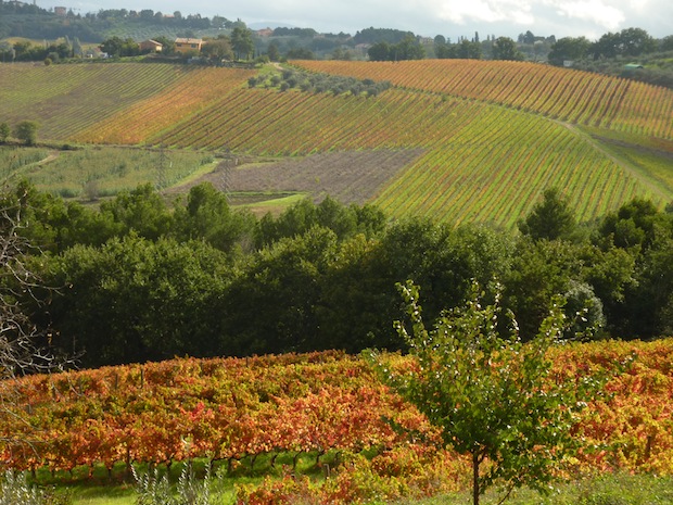 Umbria vineyards